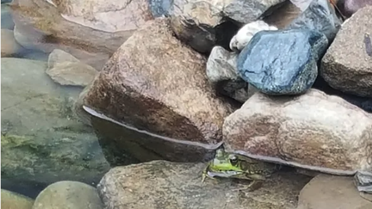 Winter Pond Frogs